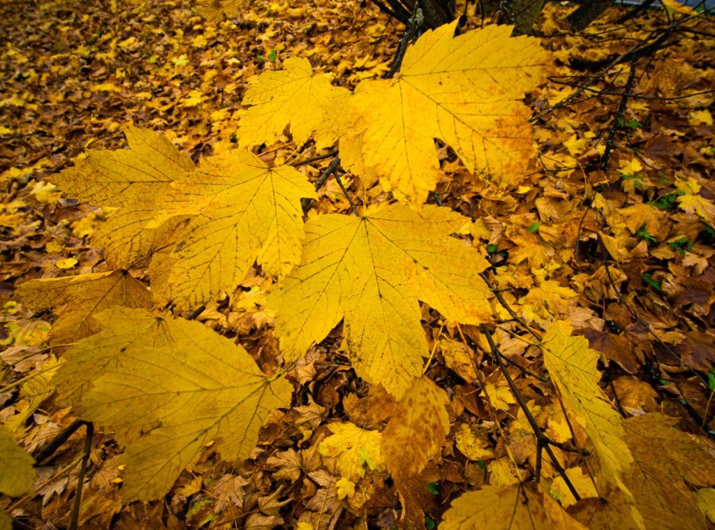 Hojas en el suelo en un bosque en otoño