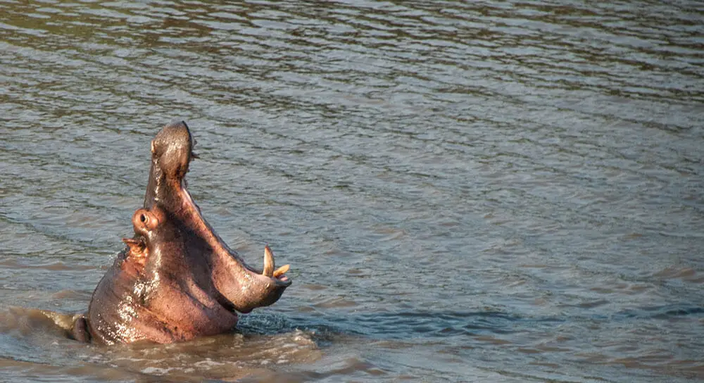 Hipopótamo en Sudáfrica