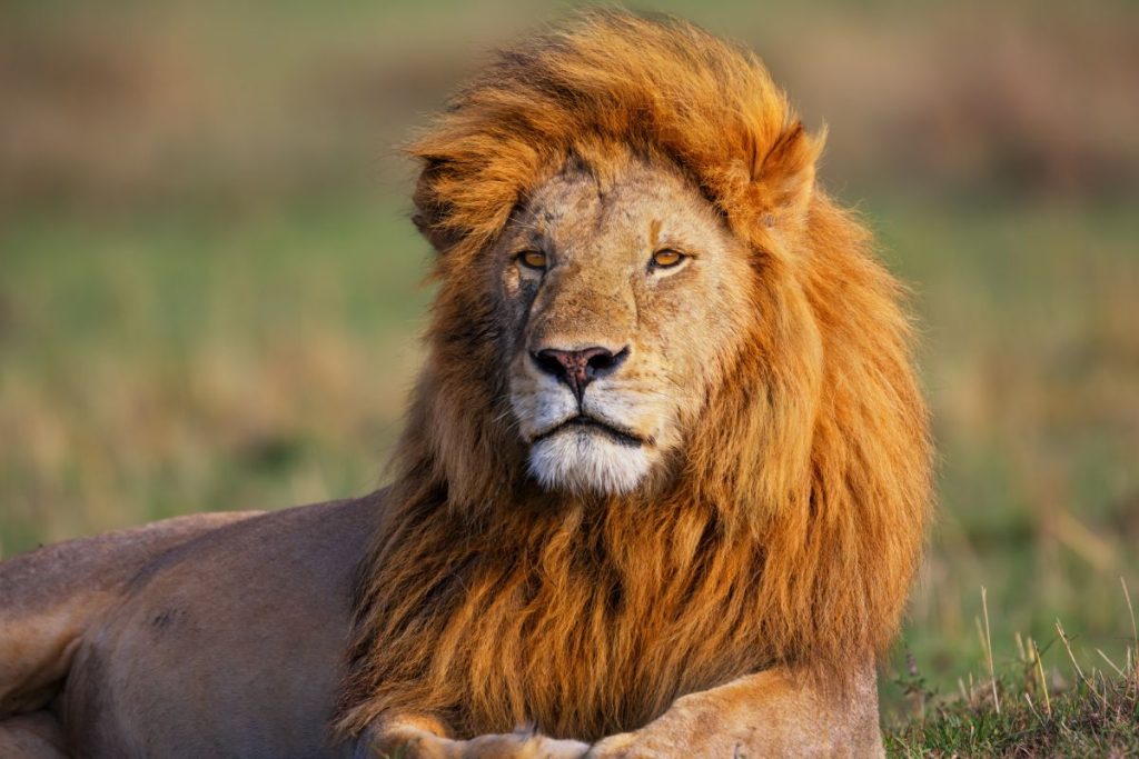 leon safari